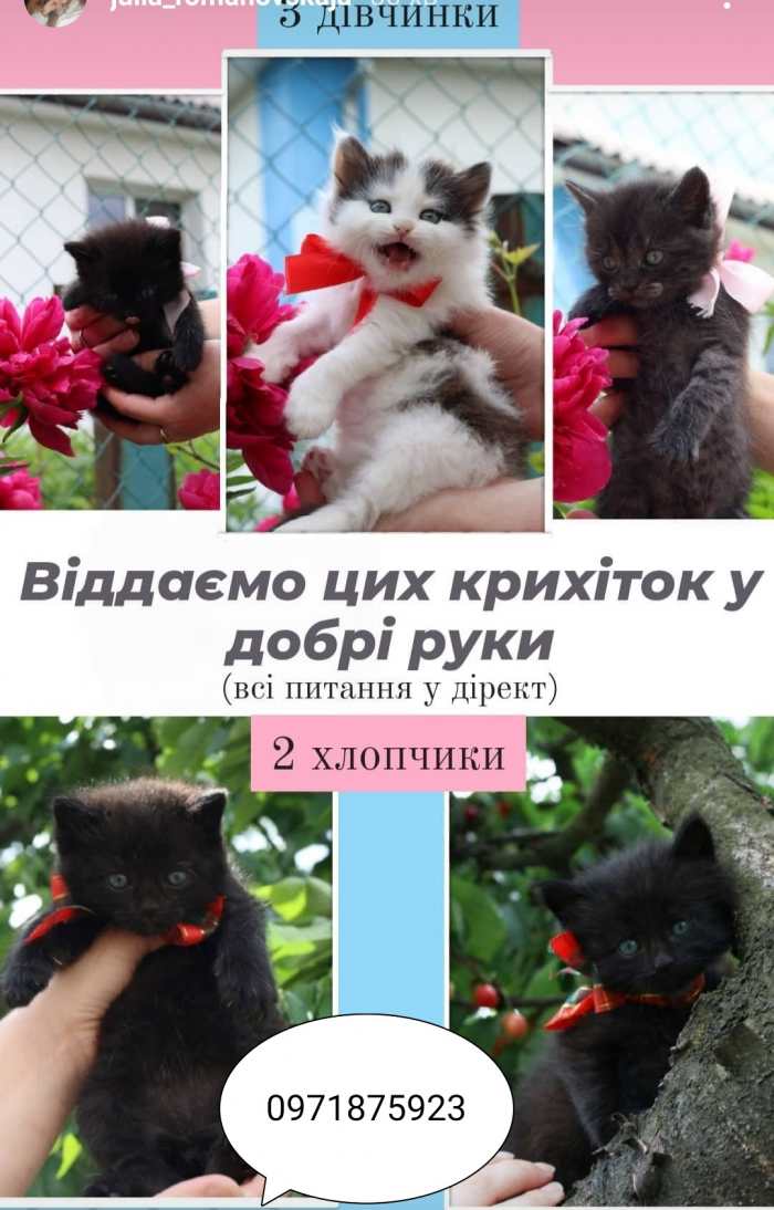 Віддам кошенят