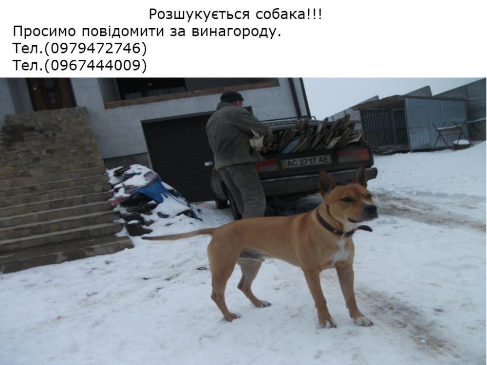 Розшукуємо собаку