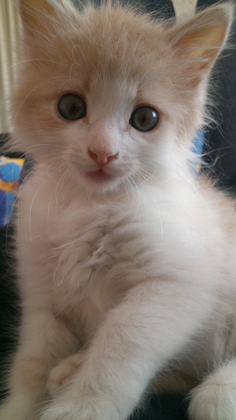 віддам котика