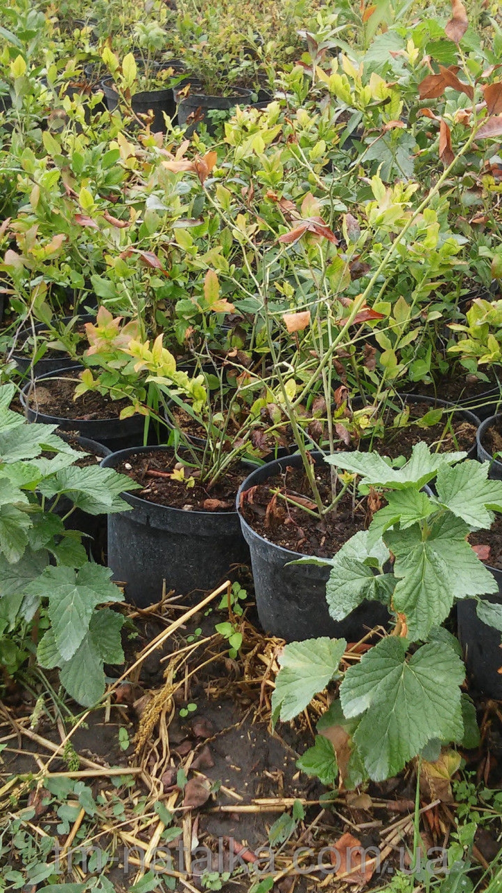 Продам саджанці лохини
