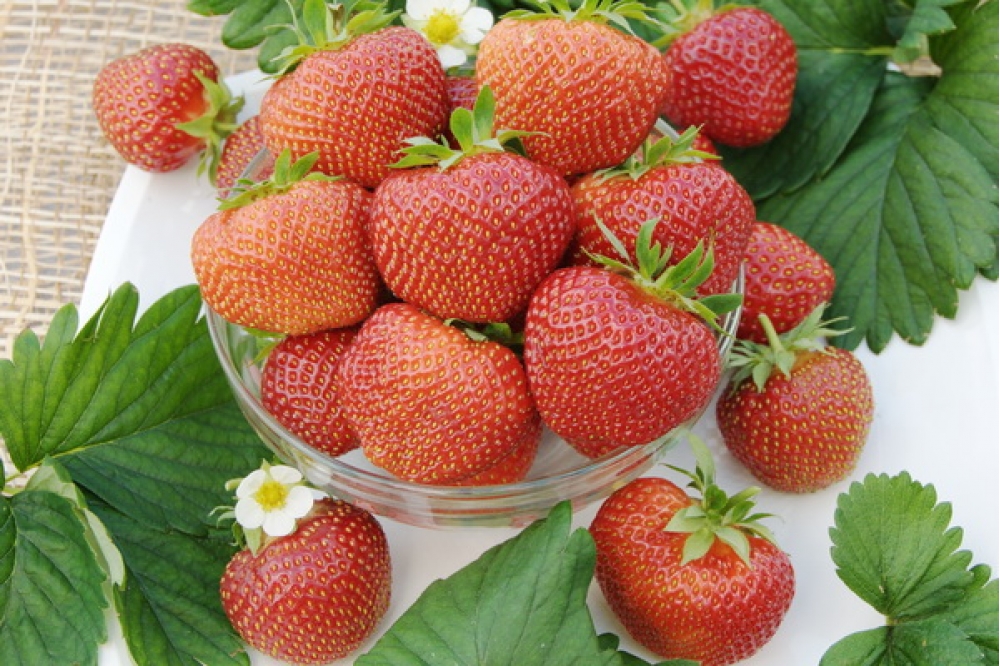 продам саженцы клубники